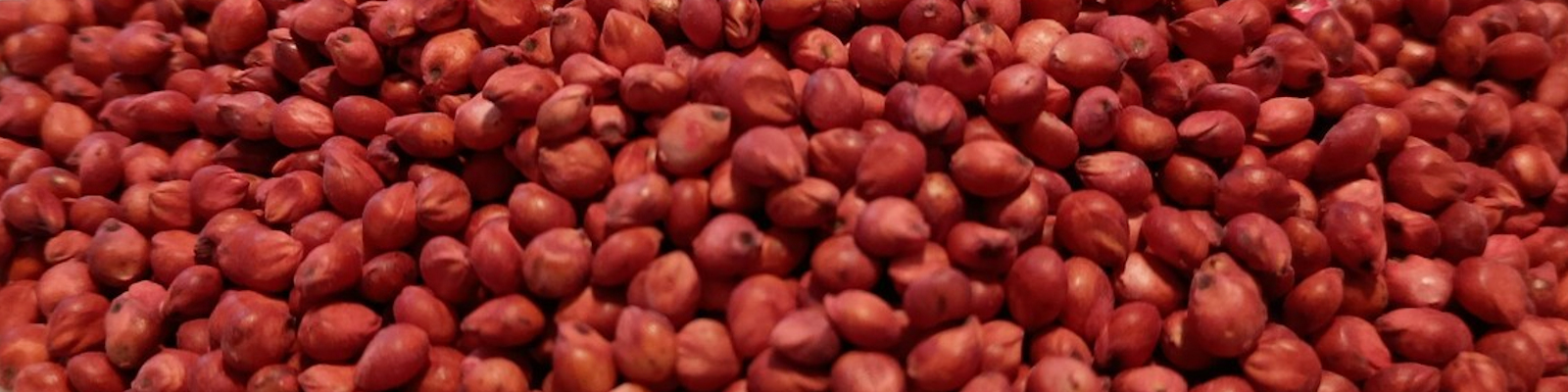 Red Sorghum