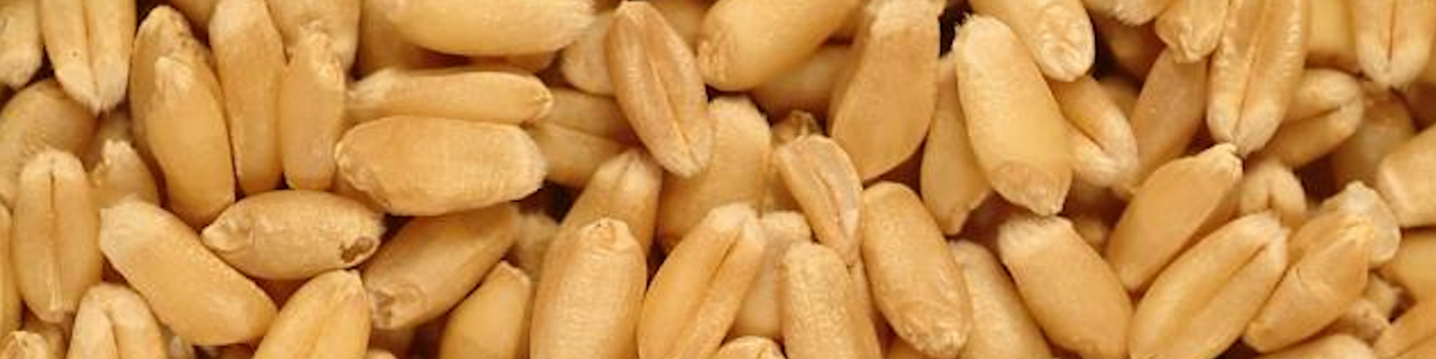 Wheat